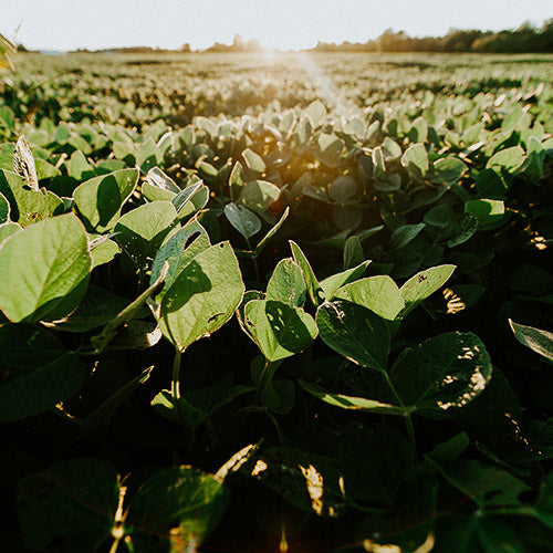 Soybean field during sunrise